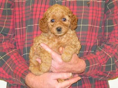 puppies-pearl-07<br>
 
