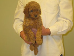 puppies-pearl-08<br>
 