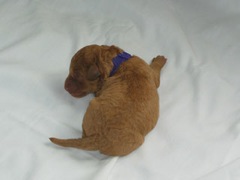 puppies-burrell-01<br>
 