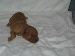 puppies-burrell-02<br>
 