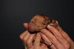 Black Girl<br>Black Girl, born 3:38, 9.5oz