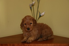 Blue Boy<br>Blue Boy - 3lbs 5oz