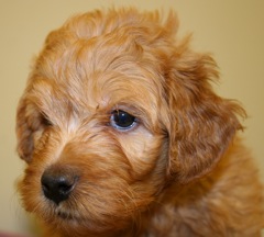 Blue Boy<br>Blue Boy - 4lb