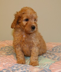 Blue Boy<br>Blue Boy - 4lb 8oz