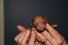 Green Girl<br>Green Girl, born 1:03pm, 10.3oz