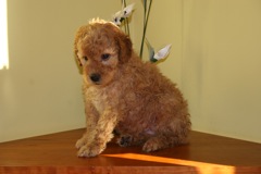 Green Girl<br>Green Girl - 4lbs