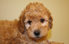 Green Girl<br>Green Girl 4lb 11oz