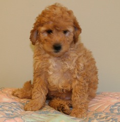 Green Girl<br>Green Girl - 5lb 10oz