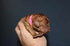 Pink Girl<br>Pink Girl, born 12:46pm, 11.5oz