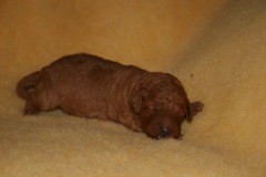 Pink Girl<br>Pink Girl - 16.2oz