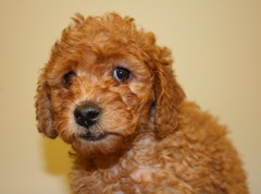 Pink Girl<br>Pink Girl - 4lb 7oz