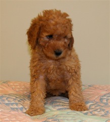 Pink Girl<br>Pink Girl - 5lb 3oz
