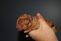 Purple Boy<br>Purple Boy, born 11:28am, 11.5oz