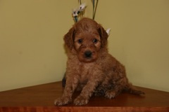 Purple Boy<br>Purple Boy - 4lbs 8oz