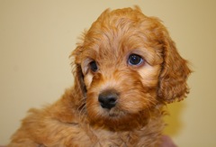 Purple Boy<br>Purple Boy - 5lb 8oz