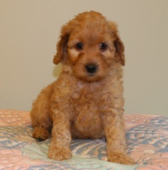 Purple Boy<br>Purple Boy - 6lb 3oz
