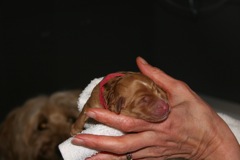 Red Boy<br>Red Boy, born 10:35am, 9.9oz