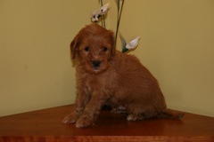 Red Boy<br>Red Boy - 3lbs 3oz