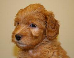 Red Boy<br>Red Boy - 3lb 13oz