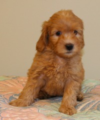 Red Boy<br>Red Boy - 4lb 4oz