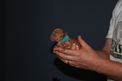 Teal Boy<br>Teal Boy, born 11:07am, 10.2oz