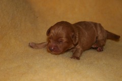 Teal Boy<br>Teal Boy - 14.3oz