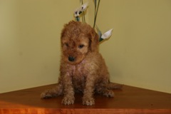 Black Girl<br>Black Girl - 2lbs 14oz