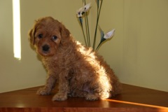 Teal Boy<br>Teal Boy - 3lbs 10oz