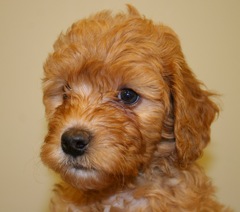 Teal Boy<br>Teal Boy - 4lb 10oz