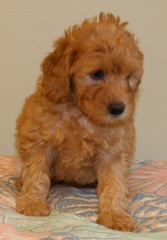 Teal Boy<br>Teal Boy - 5lb 8oz