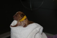 Yellow Girl<br>Yellow Girl, born 10:48am, 10.1oz