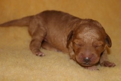 Yellow Girl<br>Yellow Girl - 14.3oz