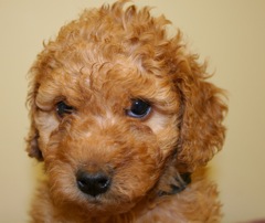 Black Girl<br>Black Girl - 3lb 10oz