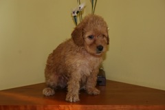 Yellow Girl<br>Yellow Girl - 3lbs 8oz