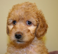 Yellow Girl<br>Yellow Girl - 4lb