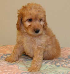 Yellow Girl<br>Yellow Girl - 4lb 9oz