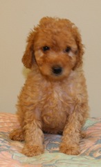 Black Girl<br>Black Girl - 4lb 5oz