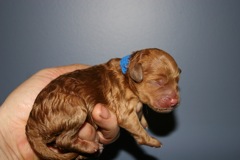 Blue Boy<br>Blue Boy, born 12:10pm, 9.8oz