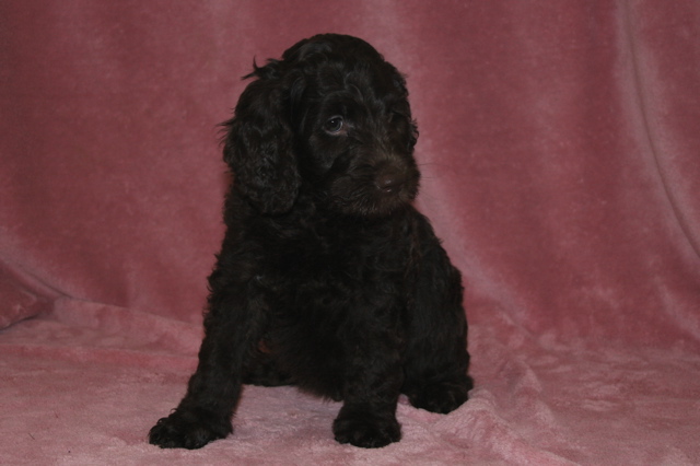 Picture of Australian Labradoodle