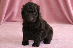 Picture of Australian Labradoodle