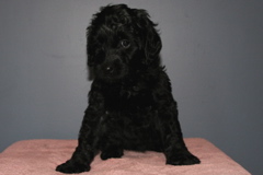 Picture of Australian Labradoodle