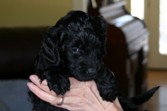 Picture of Australian Labradoodle