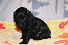 Picture of Australian Labradoodle