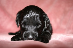 Picture of Australian Labradoodle