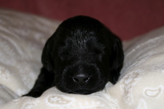 Picture of Australian Labradoodle