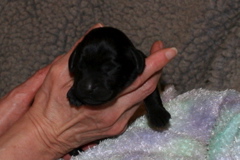 Picture of Australian Labradoodle