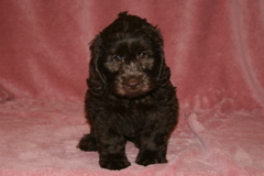Picture of Australian Labradoodle
