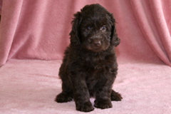 Picture of Australian Labradoodle