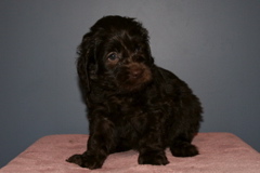 Picture of Australian Labradoodle