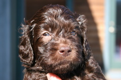 Picture of Australian Labradoodle